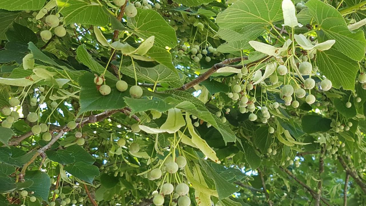 Les 7 Tilleuls - Gite Mesland Dış mekan fotoğraf